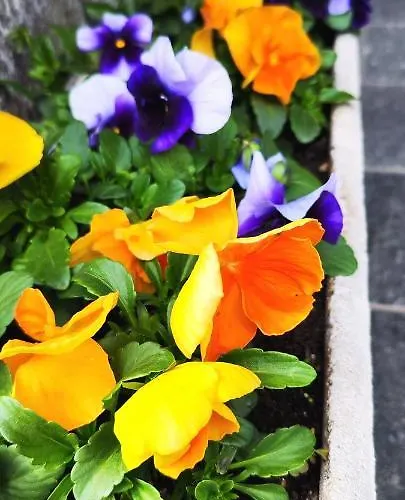 Ristorante Bellavista Con Locanda Veleso