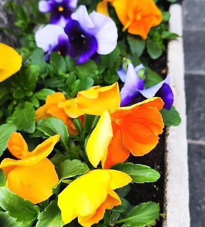 Ristorante Bellavista Con Veleso