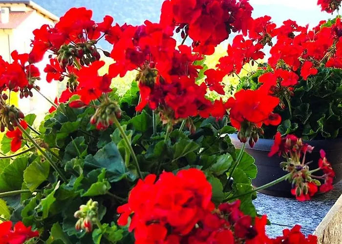 Ristorante Bellavista Con Hotel 2*